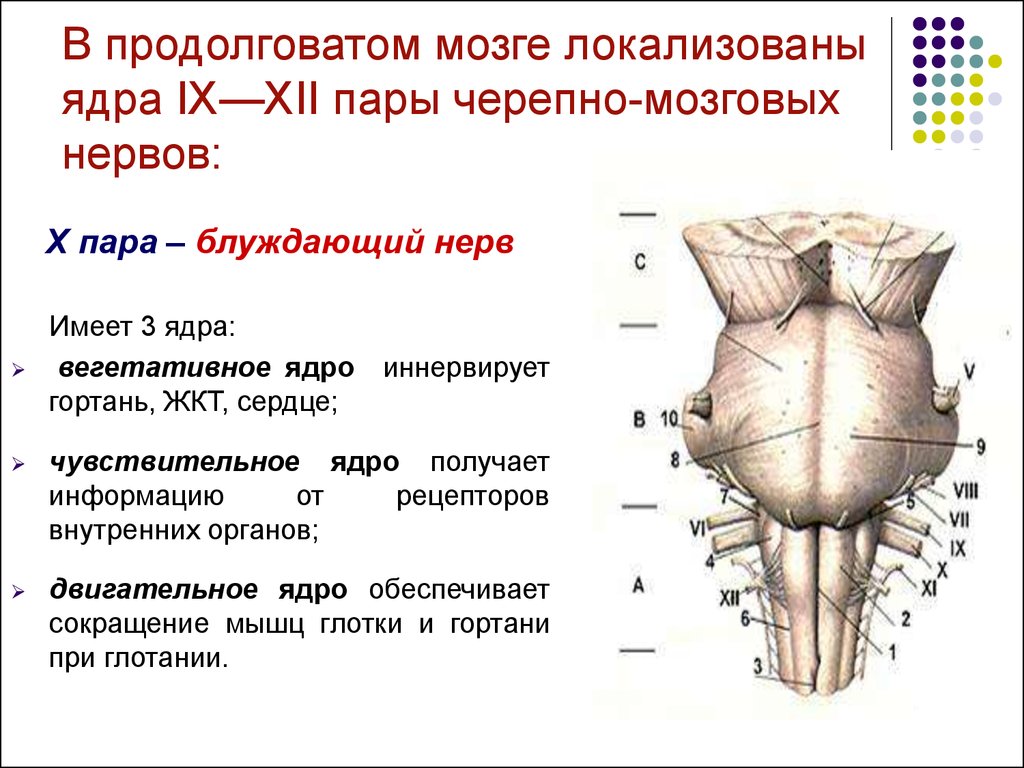 Пара мозг. Ядра черепных нервов продолговатого мозга. Продолговатый мозг пары черепных нервов. Ядра ЧМН В продолговатом мозге. В продолговатом мозге располагаются ядра черепных нервов.