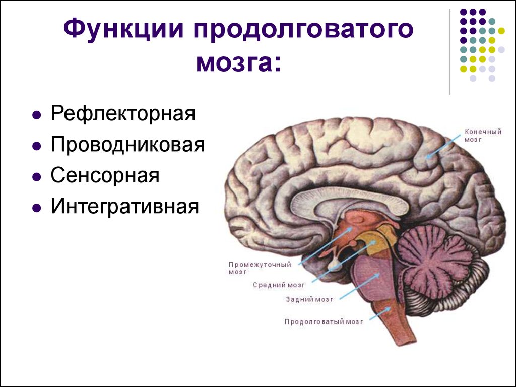 Функции продолговатого мозга: