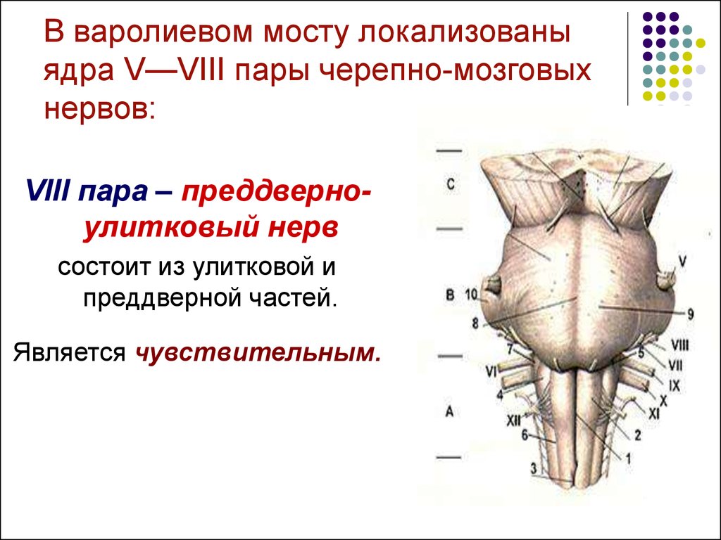 8 пара. 8 Пара черепно мозговых нервов ядра. Варолиев мост ядра черепных нервов. Ядра 8 пары черепно мозгового нерва. Ядра 5- 8 черепных нервов.