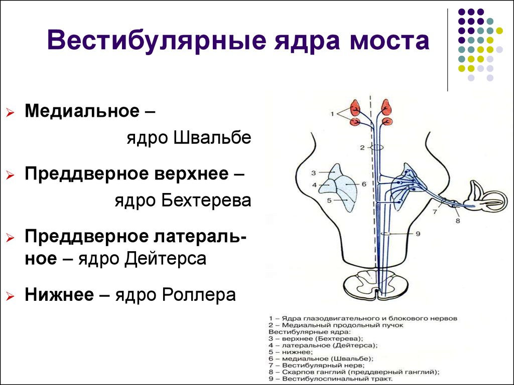 Вестибулярные ядра ствола мозга это вторичный центр