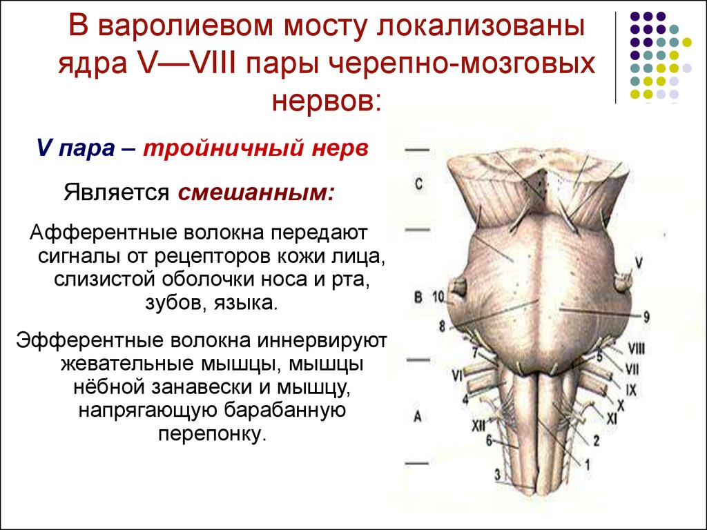 Ядра черепных нервов продолговатого мозга. Какие ядра черепных нервов расположены в мосту. В мосту расположены ядра черепных нервов. Варолиев мост ядра черепных нервов. Ядра 5 пары черепно мозговых нервов.