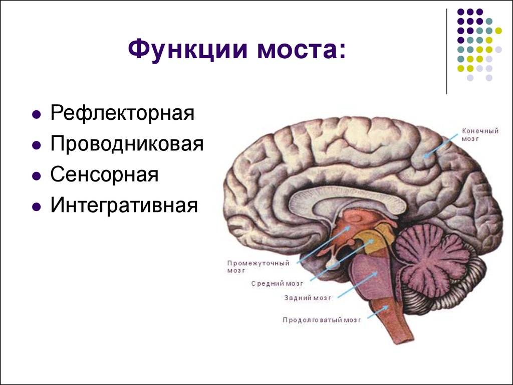 Выполняемые функции моста головного мозга. Мост головного мозга строение и функции. Головной мозг варолиев мост. Сенсорная функция продолговатого мозга. Функции варолиева моста.