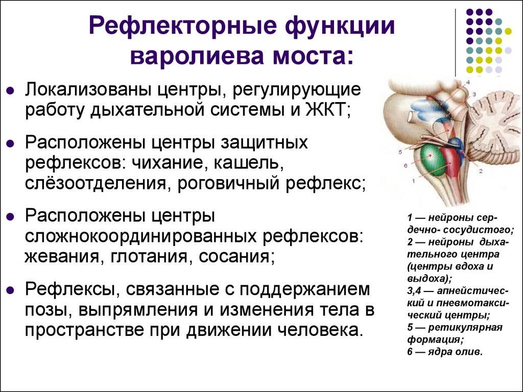 Мост мозга функции. Рефлекторная функция варолиева моста. Функции варолиева моста. Рефлекторная деятельность варолиева моста. Функции варолиева моста физиология.