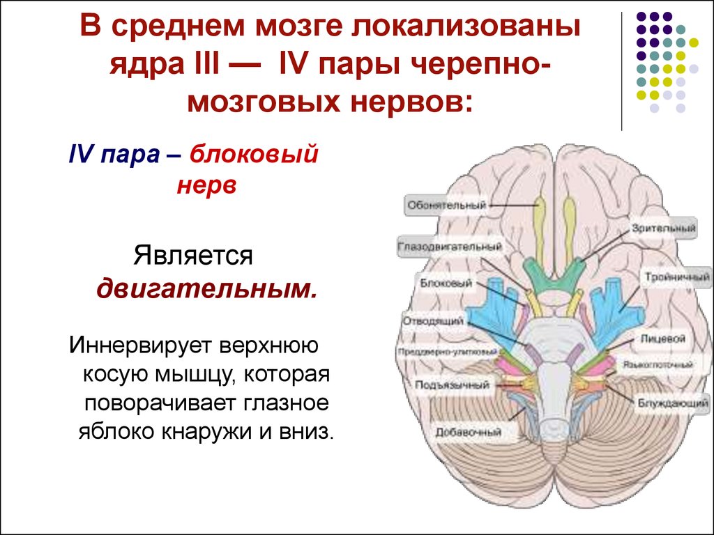 Черепные нервы нейроны. 3 И 4 пара черепно-мозговых нервов ядра. Ядра 3 пары черепно-мозговых нервов. Ядра 12 черепных нервов. Ядра 3 и 4 пары черепных нервов.