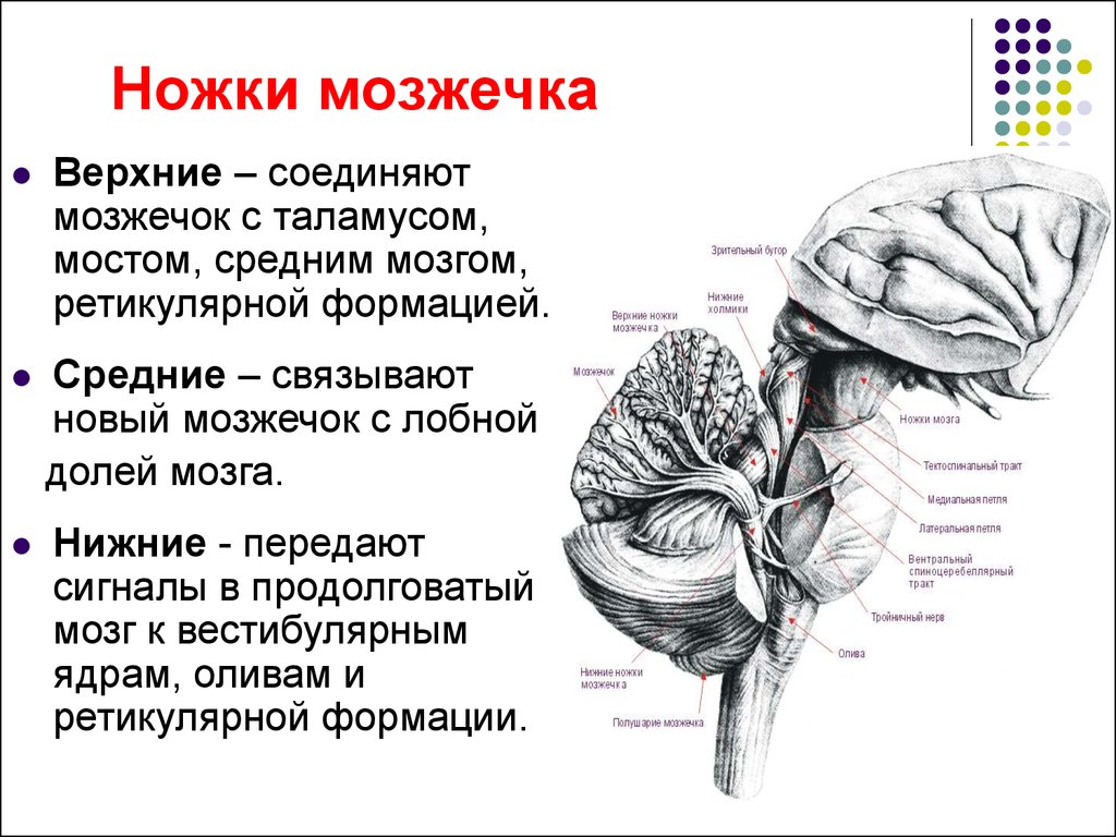 Мост и мозжечок строение. Верхние ножки мозжечка соединяют мозжечок. Ножки мозжечка анатомия строение. Верхний мозжечковые ножки соединяют мозжечок. Отделы головного мозга, которые соединяют средние ножки мозжечка.