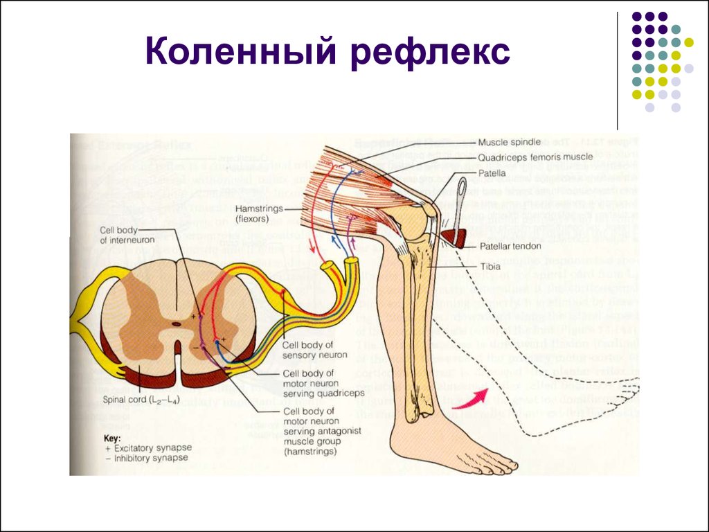 Рефлекторная дуга разгибательного коленного рефлекса рисунок