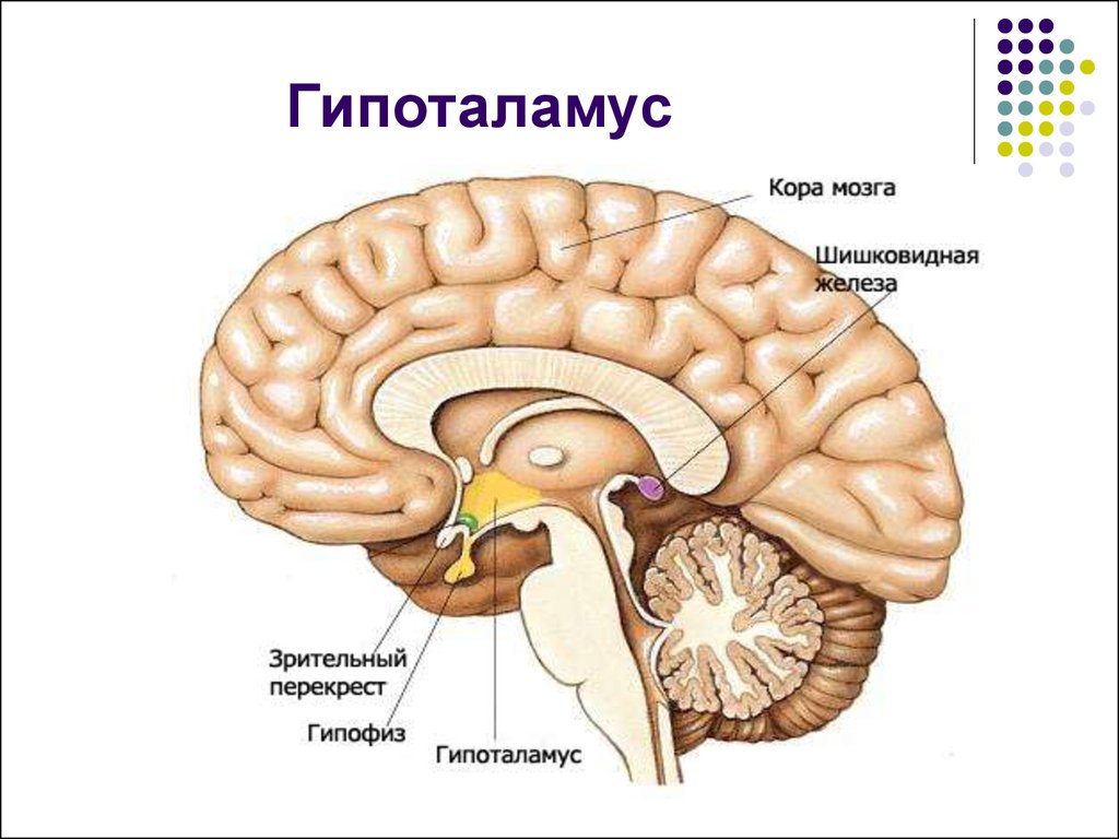 Гипоталамус где находится картинки