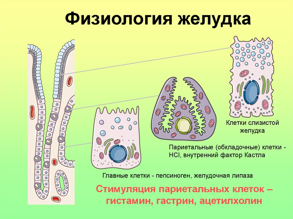 Слизистые клетки вырабатывают