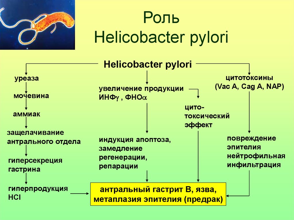 Язвенная болезнь желудка патофизиология презентация