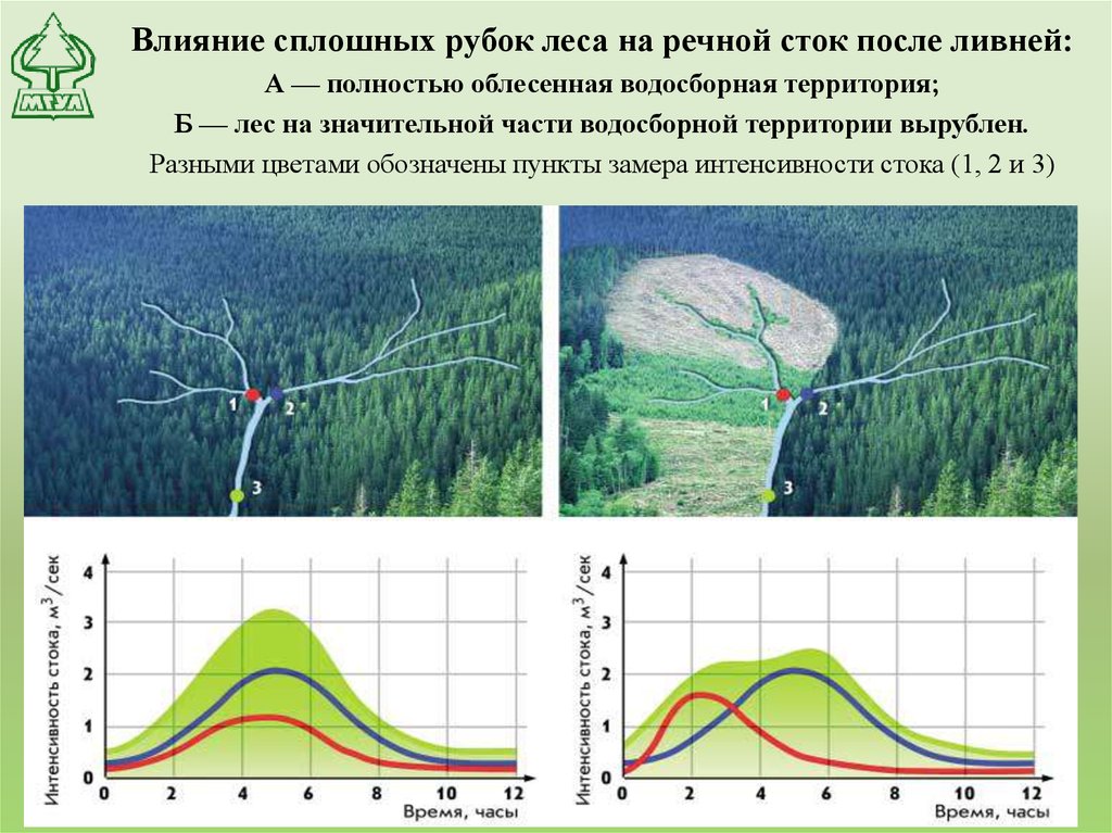 Влияние леса. Влияние леса на Сток. Влияние сплошных рубок леса на Речной Сток после ливней:. Влияние вырубки лесов на Сток рек. Интенсивность сплошной рубки.