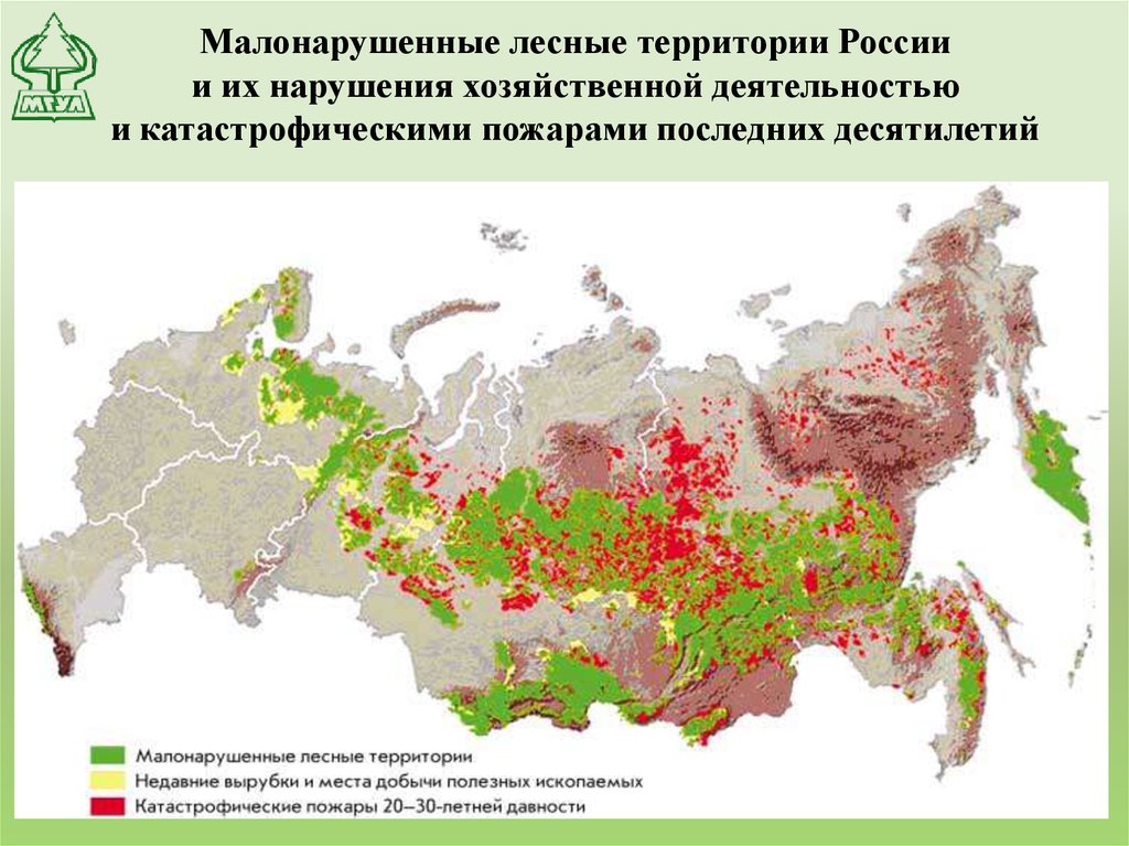 Подробная карта лесов россии