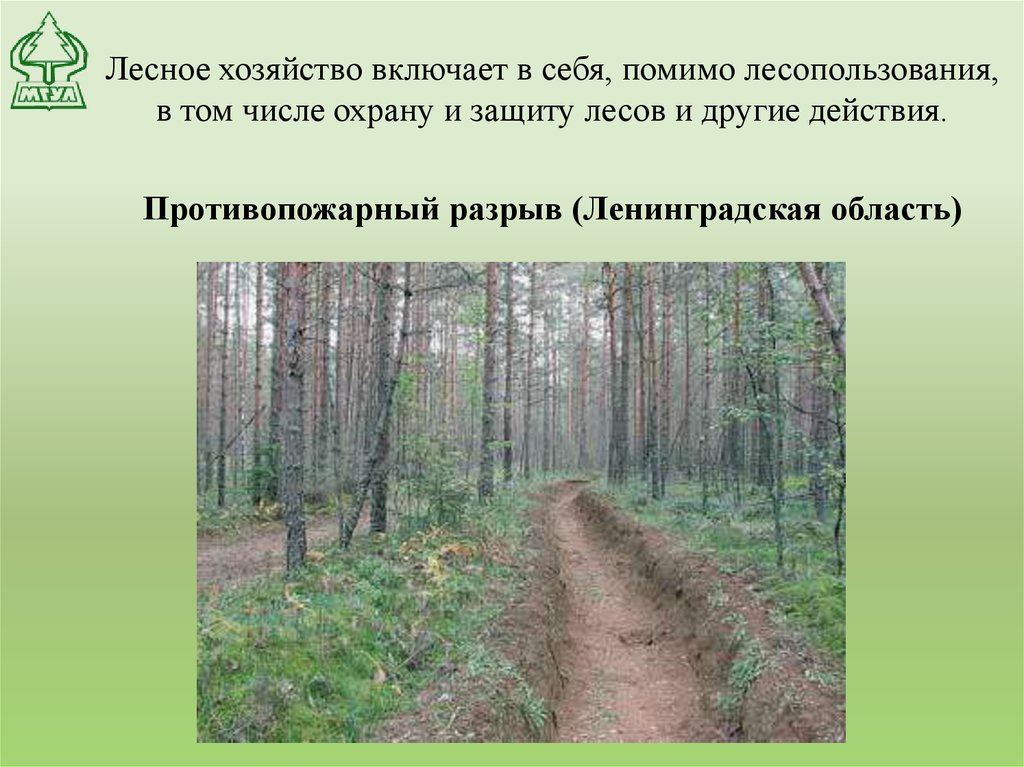 Противопожарный разрыв. Противопожарные разрывы. Противопожарные разрывы в лесу. Противопожарный разрыв лесы. Лесное хозяйство включает.