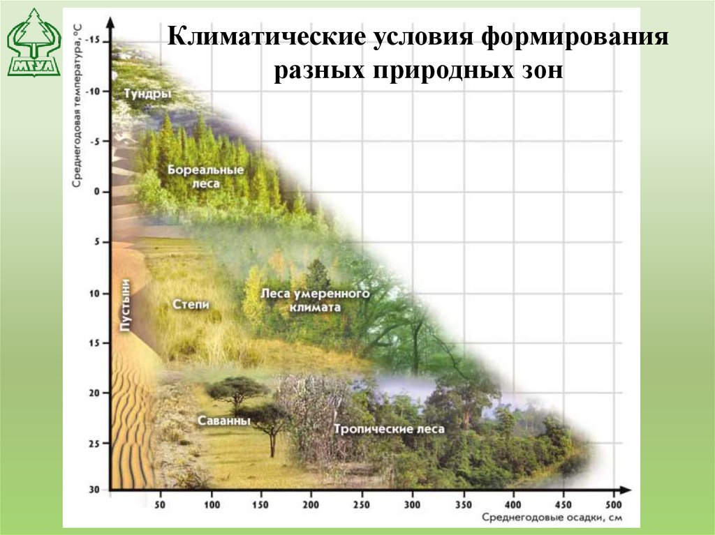 Условия формирования леса. Лес условия формирования. Условия формирования леса в России. Условия формирования в лесах.