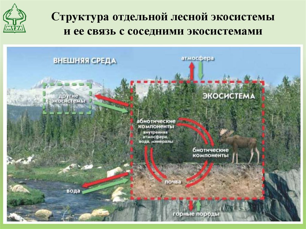 Отдельное строение. Структура Лесной экосистемы. Структура лесного биогеоценоза. Состав Лесной экосистемы. Строение леса.