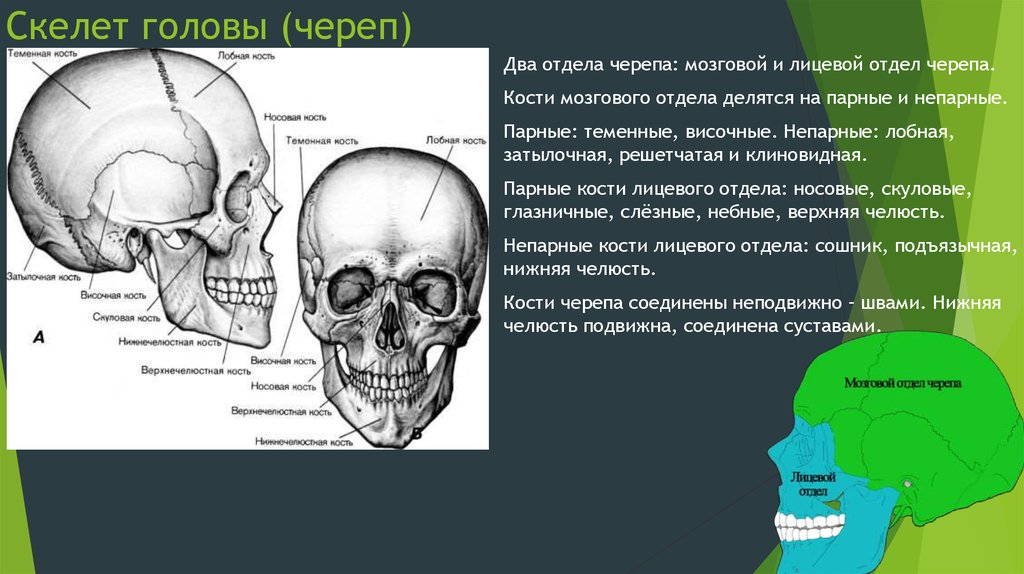 Кости черепа затылок