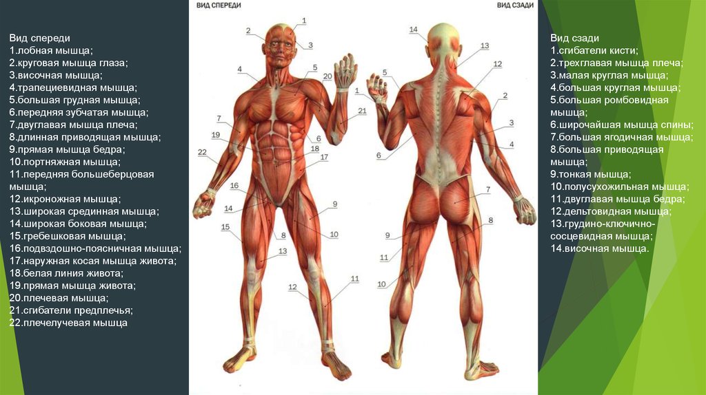 Круговые мышцы. Круговые мышцы человека. Трапециевидная мышца вид спереди. Круговые мышцы примеры. Основный 13 мышцы.