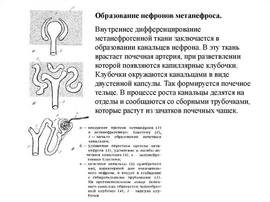 Образование почки. Канальцы нефрона эмбрион. Метанефрос строение. Источник развития канальцев нефрона. Канальцы нефронов почек (почечные канальцы) образованы эпителием.