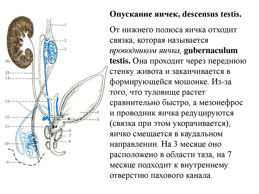 Схема опускания яичка