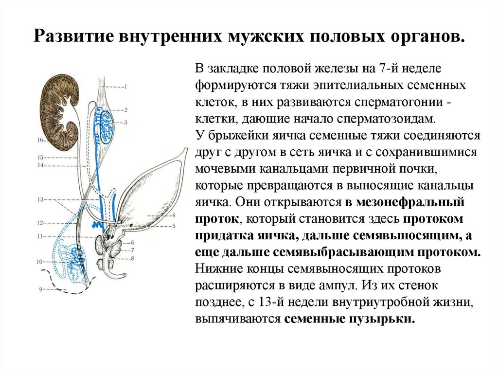 Фото внутренних половых органов