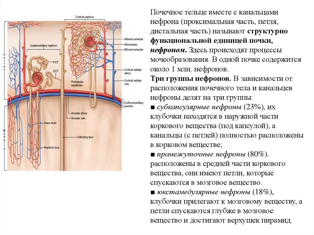 Мозговое вещество почки. В корковом веществе почки находятся части нефрона. Почечные тельца нефронов располагаются в. Корковое вещество почки канальцы нефрона. Нефрон почки почечное тельце.