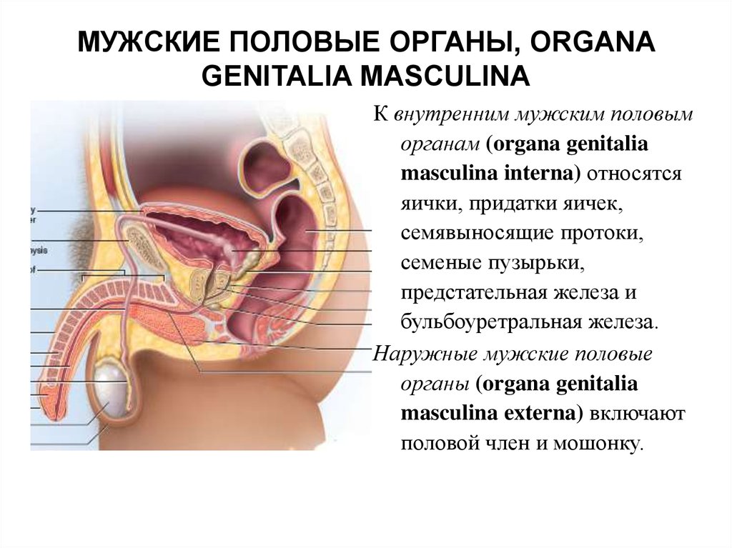 Органы мужчины. Анатомия половой системы мужчины. Наружные и внутренние половые органы мужчины. Анатомия мужских половых органов. Анатомия женских и мужских половых органов.