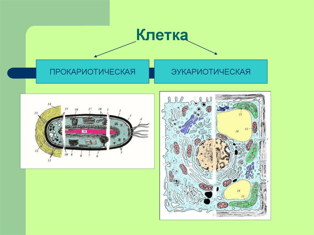 Прокариотическая клетка обмен веществ. Прокариотическая и эукариотическая клетка. Эукариотическая клетка. Для прокариотической клетки характерно. Прокариотическая и эукариотическая клетка рисунок.