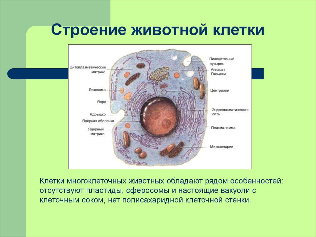 Живые организмы имеют клеточное строение. Строение строение животной клетки. Клетка животного строение анатомия. Клетка многоклеточного животного. Строение клетки многоклеточных животных.
