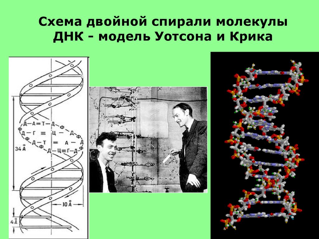 Структуры молекулы днк установили. Модель ДНК Уотсона и крика. Модель структуры ДНК Уотсона-крика. Модели двойной спирали ДНК крика и Уотсона. Строение ДНК Уотсон крик.