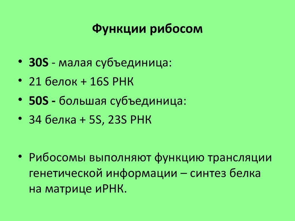 Рибосомы функции. Основная функция рибосом. Функции рибосом в клетке. Перечислите функции рибосом.