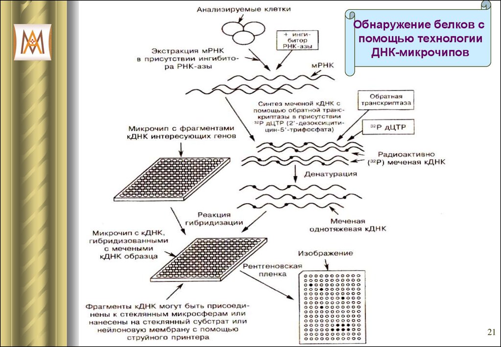 Днк микрочипы презентация