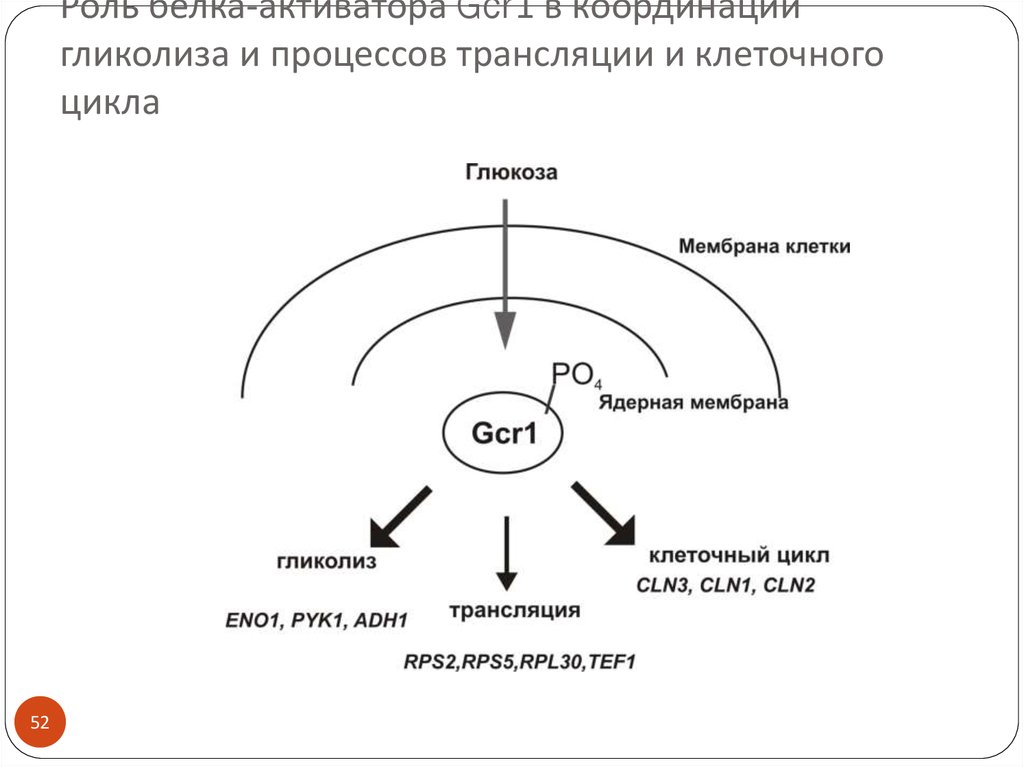 Белки активаторы. Клеточный цикл процессы. Активатор клеточного цикла. Белки активаторы клеточный цикл. Клеточный цикл транскрипция.