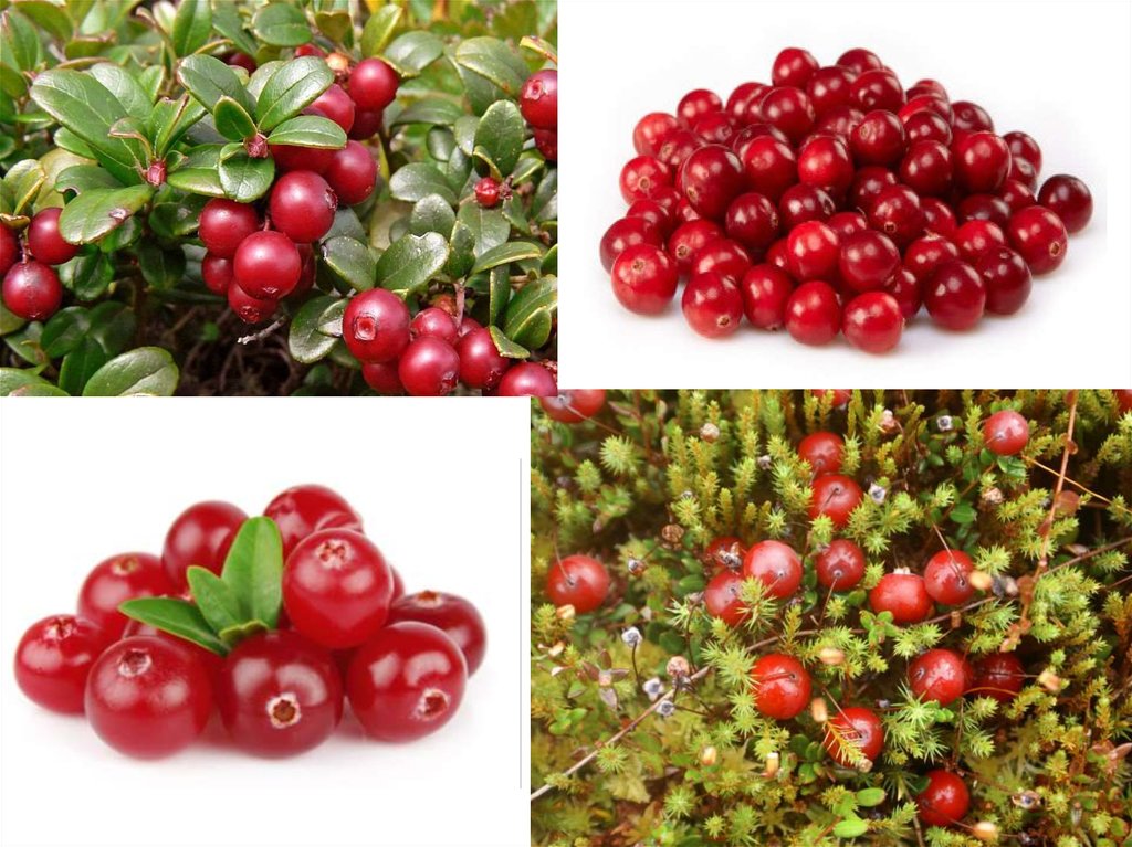 Съедобные лесные ягоды фото и названия