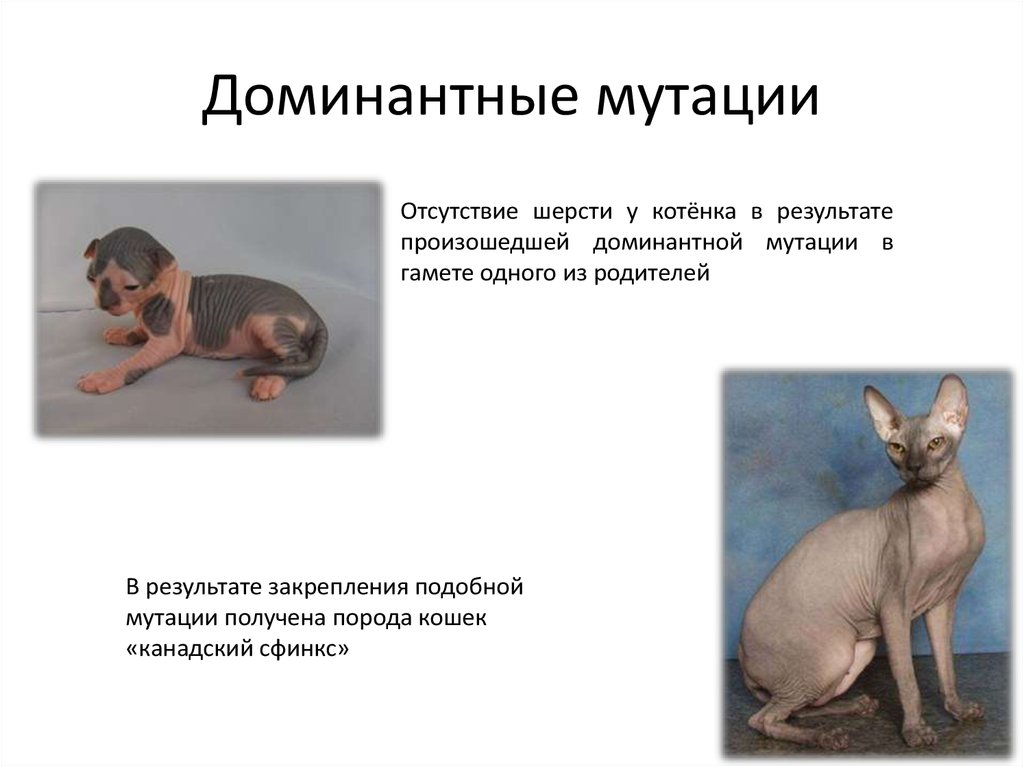 Ген короткой шерсти а у кошек доминирует. Рецессивные мутации. Доминантные и рецессивные мутации примеры. Рецессивные генные мутации.
