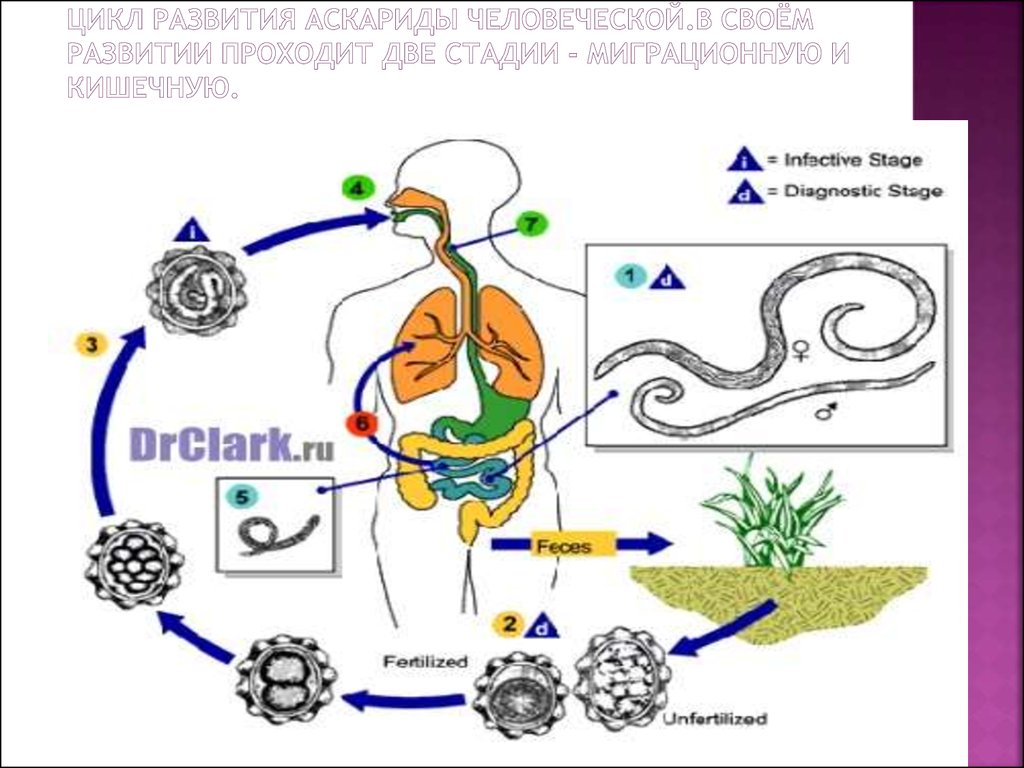 Цикл развития аскариды схема