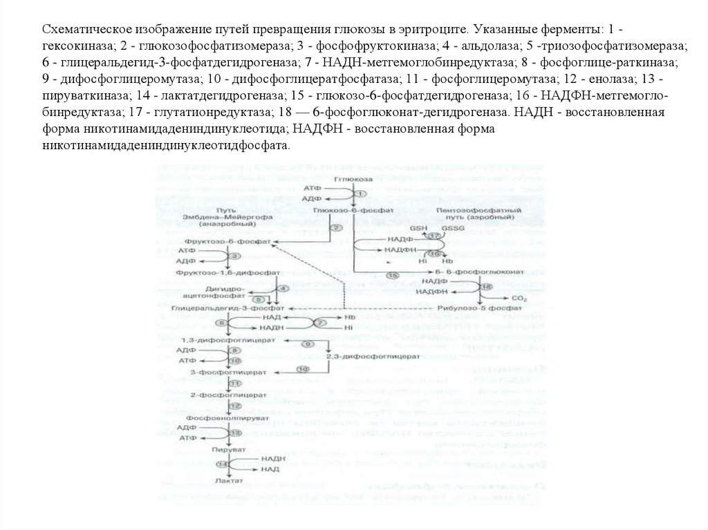 Схема метаболизма эритроцитов показав пути использования глюкозы