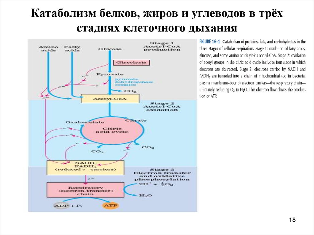 Подготовительный этап клеточного дыхания