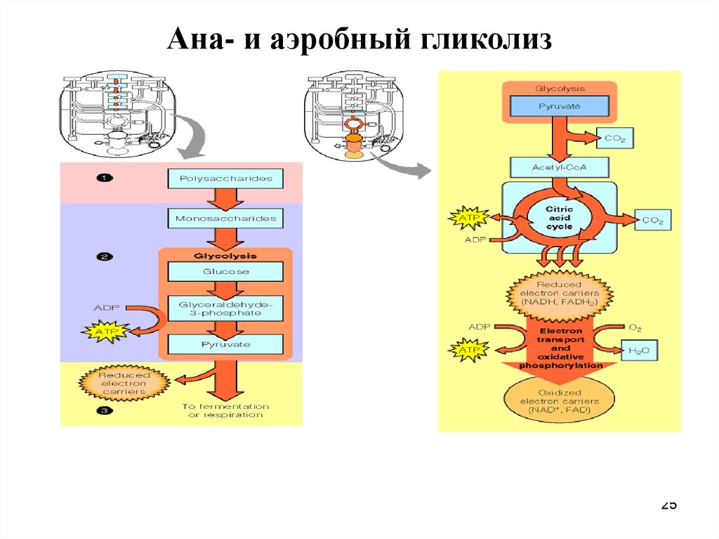 Анаэробный гликолиз схема