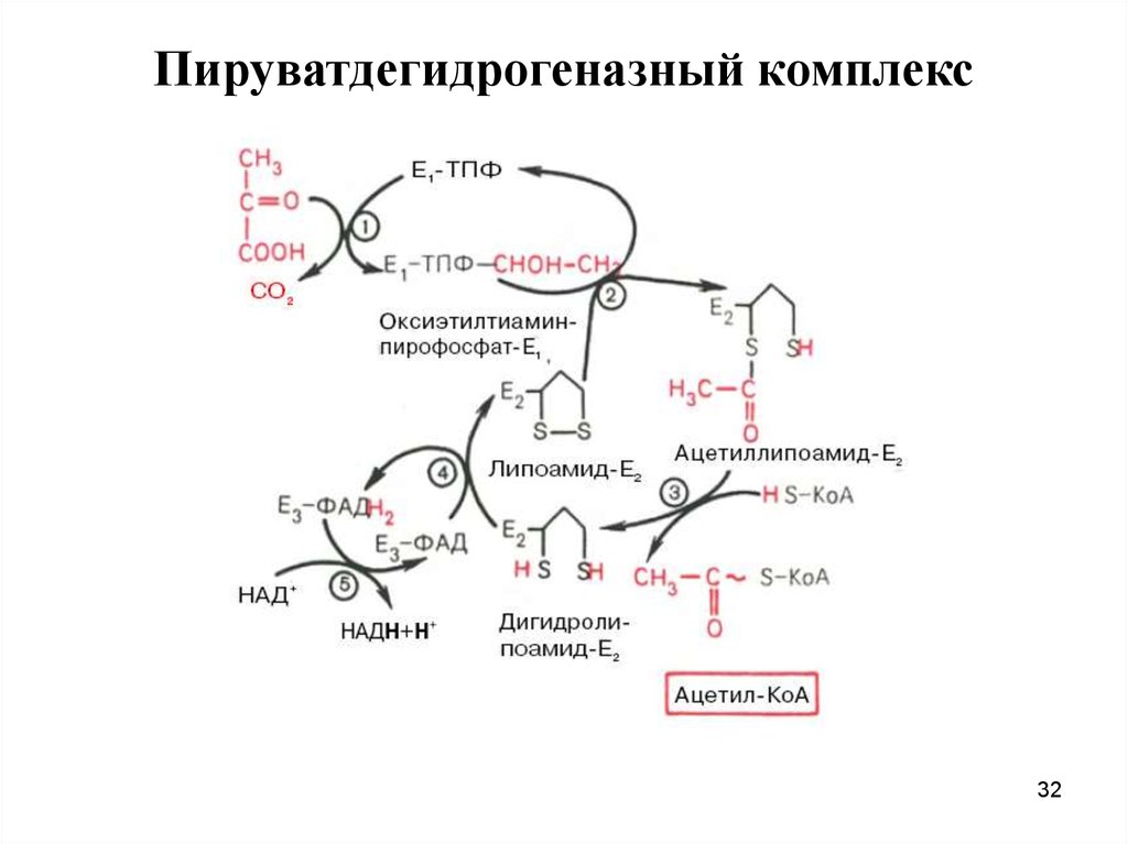 Окислительное декарбоксилирование пирувата схема