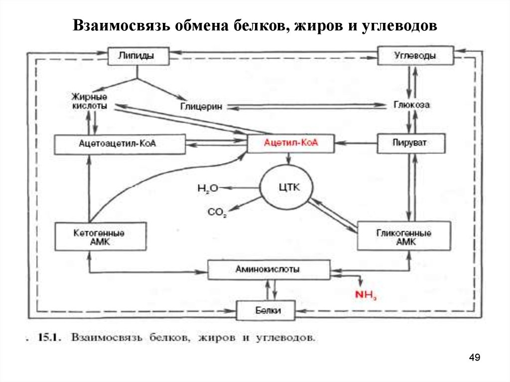 Обмен схемами. Взаимосвязь обмена белков жиров и углеводов. Схема обмена белков жиров и углеводов в организме человека. Схема белкового жирового углеводного обменов. Взаимосвязь белкового углеводного и жирового обмена.