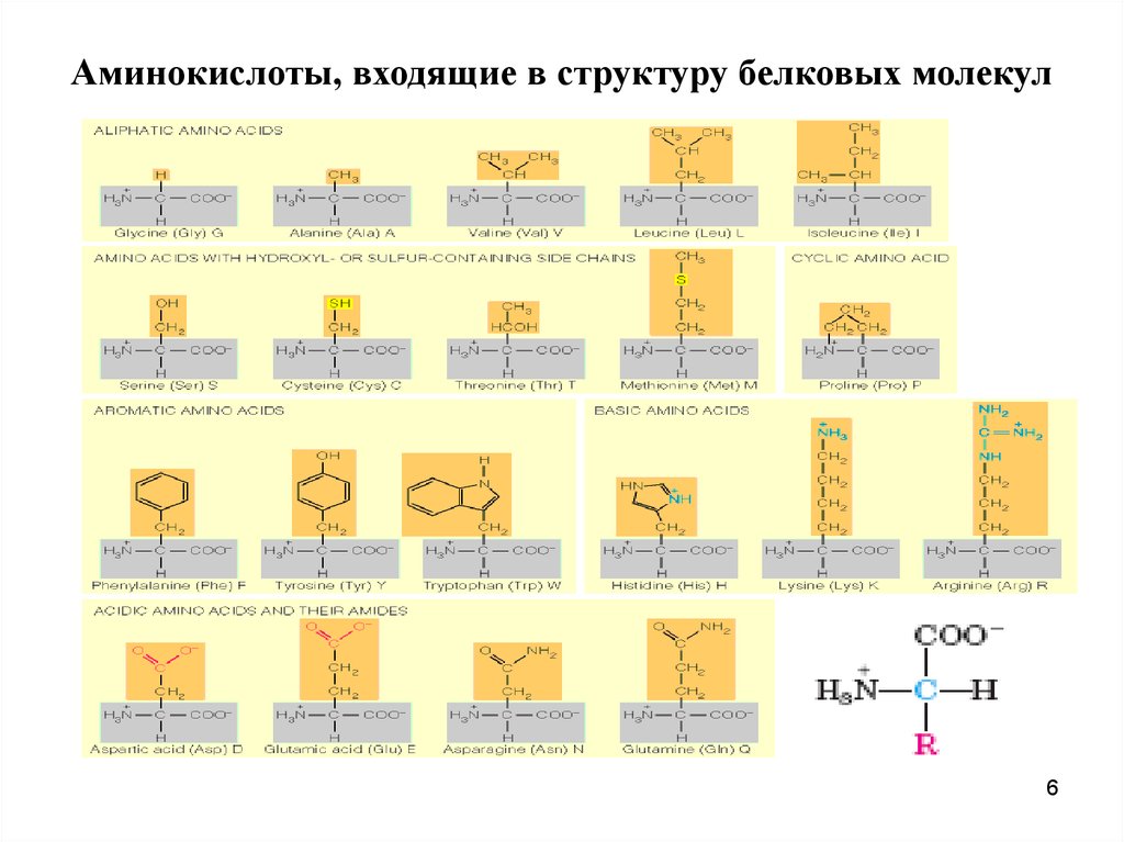 В состав входят 20 аминокислот. Альфа аминокислоты входящие в состав белков. Белки 20 аминокислот. 20 Аминокислот входящие в состав белков. Формула аминокислот входящих в состав белка.