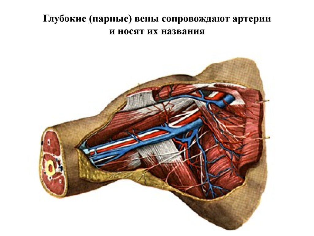 Глубокие (парные) вены сопровождают артерии и носят их названия