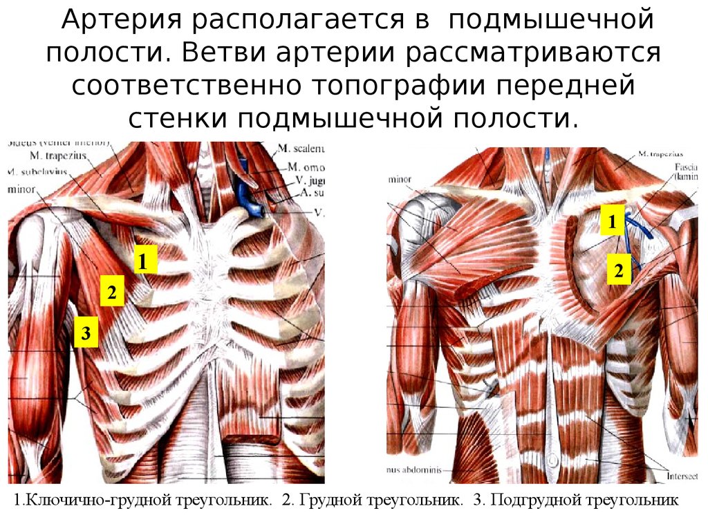 Подмышечная полость. Ключично грудной треугольник топография. Топография грудной клетки треугольники. Треугольники ключично грудной грудной подгрудной. Топография передней грудной стенки.