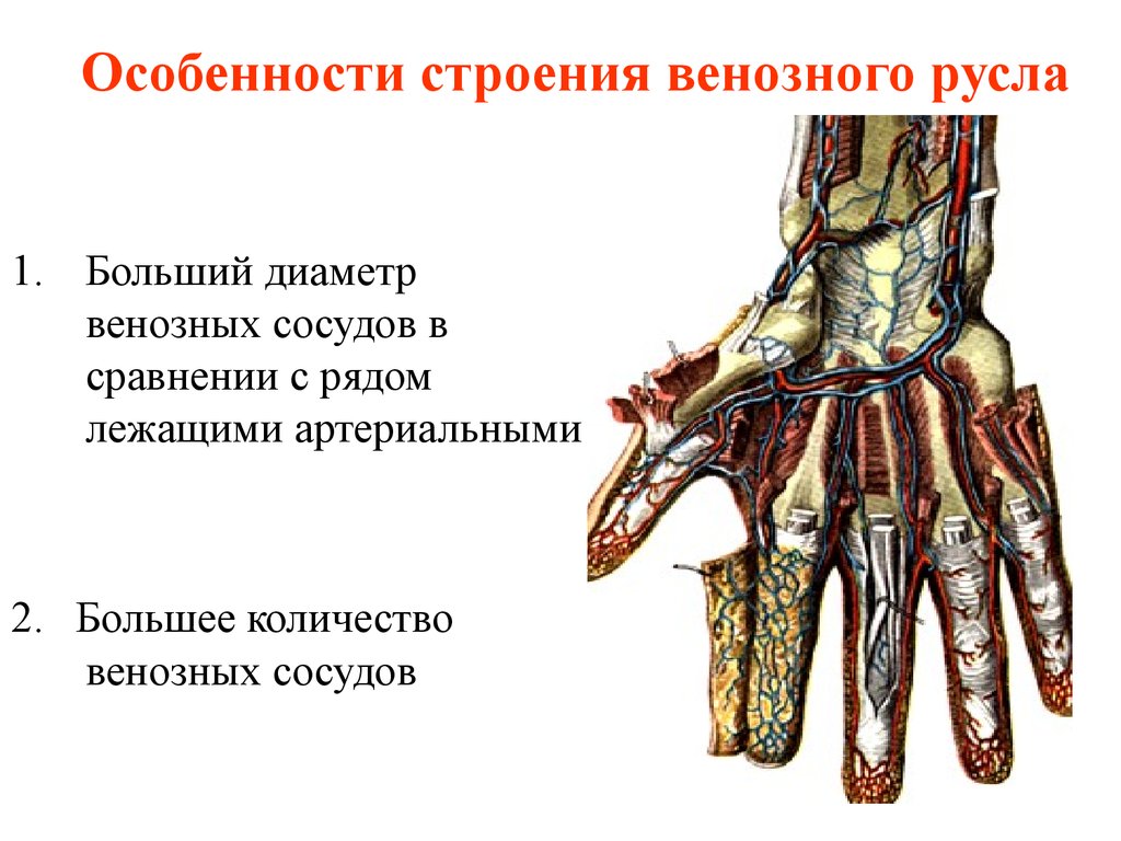 Особенность строения вены по сравнению с артерией. Особенности строения вен. Вены верхней конечности. Особенности строения венозного русла.