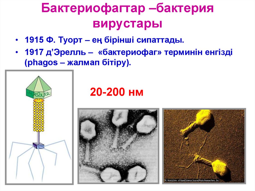 Бактериофаги картинки для презентации