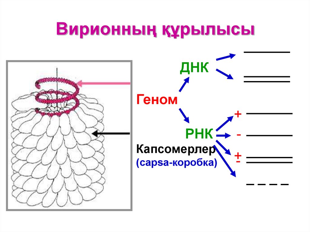 Вирусную частицу называют