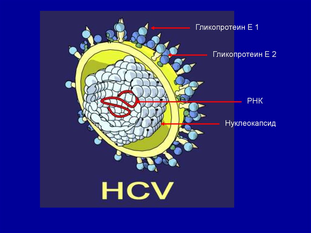 Вирус гепатита c hcv. Строение вируса гепатита б. Вирусные гепатиты строение вируса. Строение вируса гепатита в. Вирус гепатита с строение вируса.