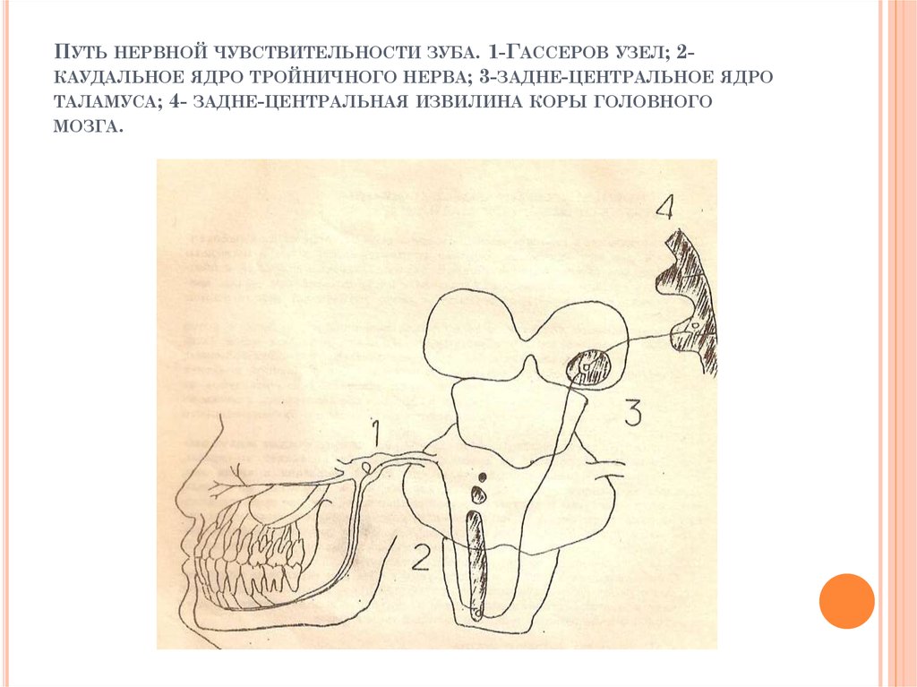 Путь тройничного нерва