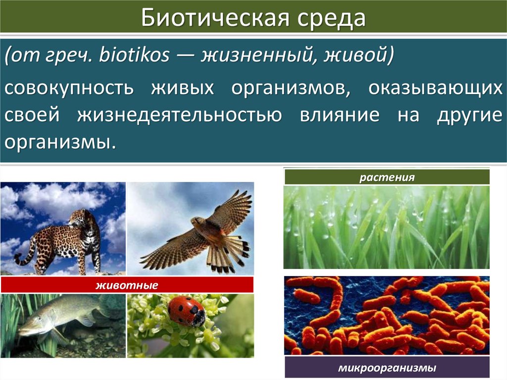 Экологические факторы и среды жизни организмов