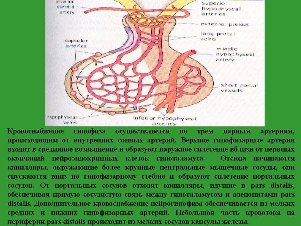 Гипофиз кровеносная система. Чудесная капиллярная сеть гипофиза. Кровоснабжение аденогипофиза гистология. Кровоснабжение гипофиза схема. Кровоснабжение гипоталамуса схема.