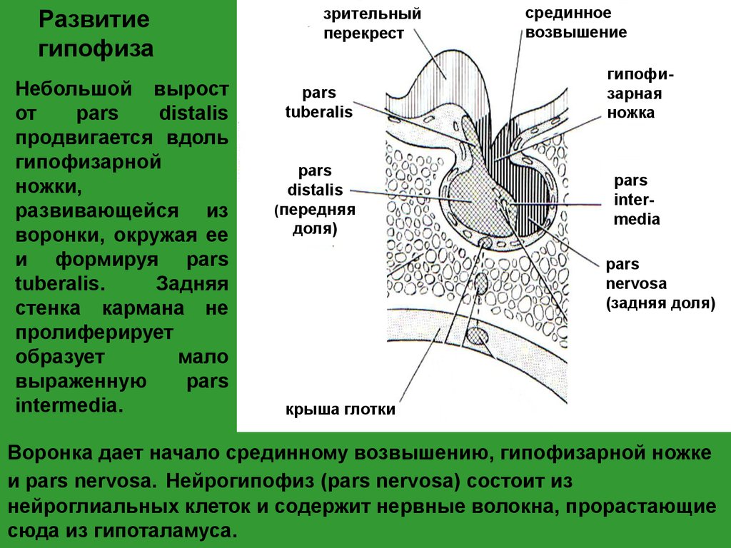 Развитие и строение. Карман Ратке гипофиза гистология. Задняя доля гипофиза развивается из. Источник развития передней доли гипофиза. Передняя доля гипофиза развивается из.